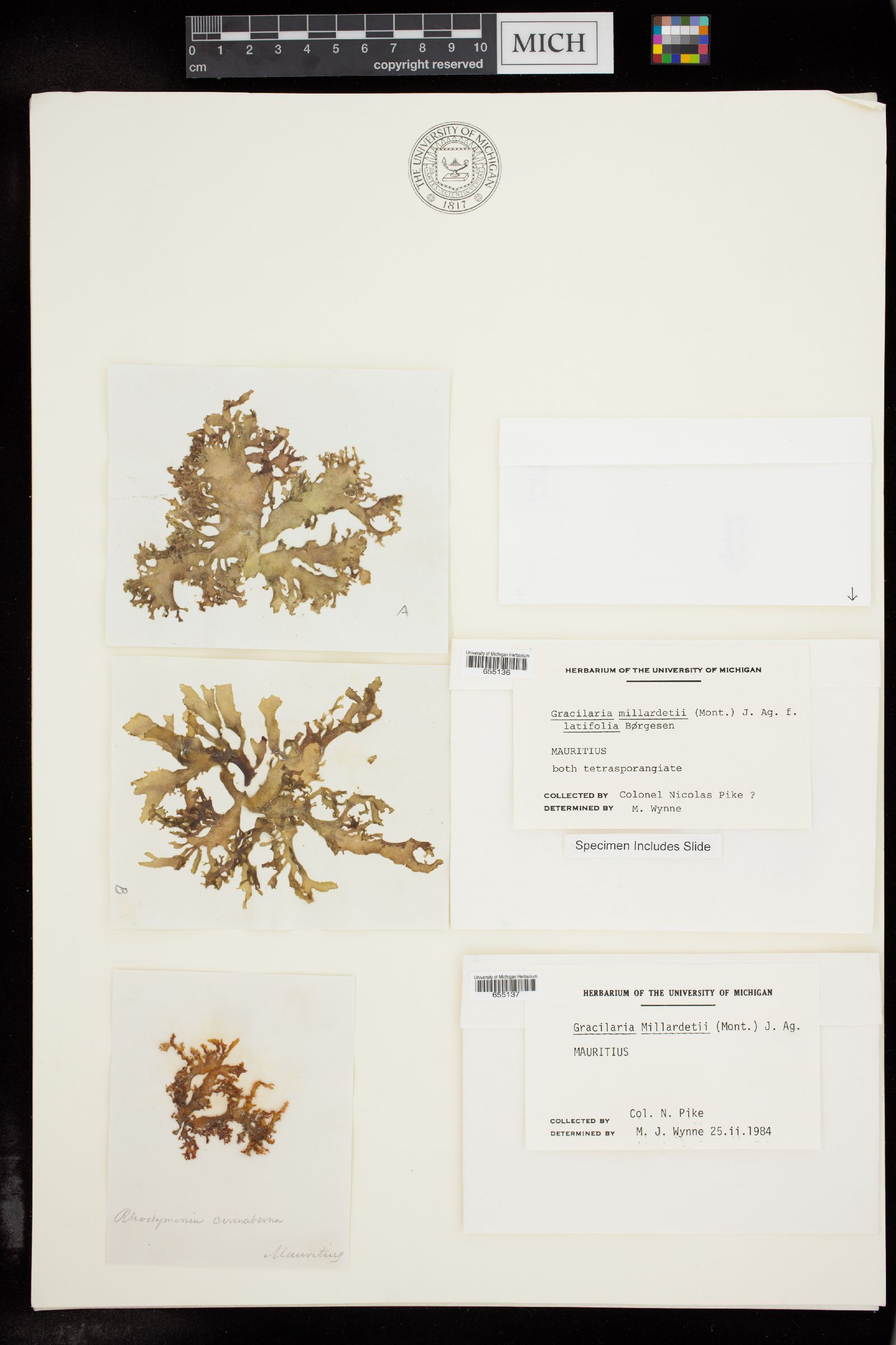 Gracilaria millardetii f. latifolia image