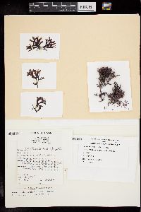 Gracilaria foliifera f. aeruginosa image