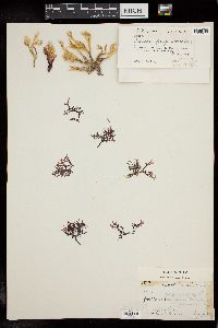 Gracilaria isabellana image