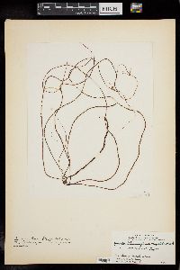 Gracilariopsis panamensis image