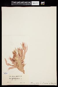 Halymenia floresii image