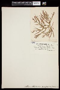 Helminthocladia australis image