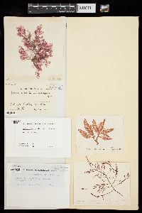 Heterosiphonia plumosa image