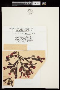 Hideophyllum yezoense image
