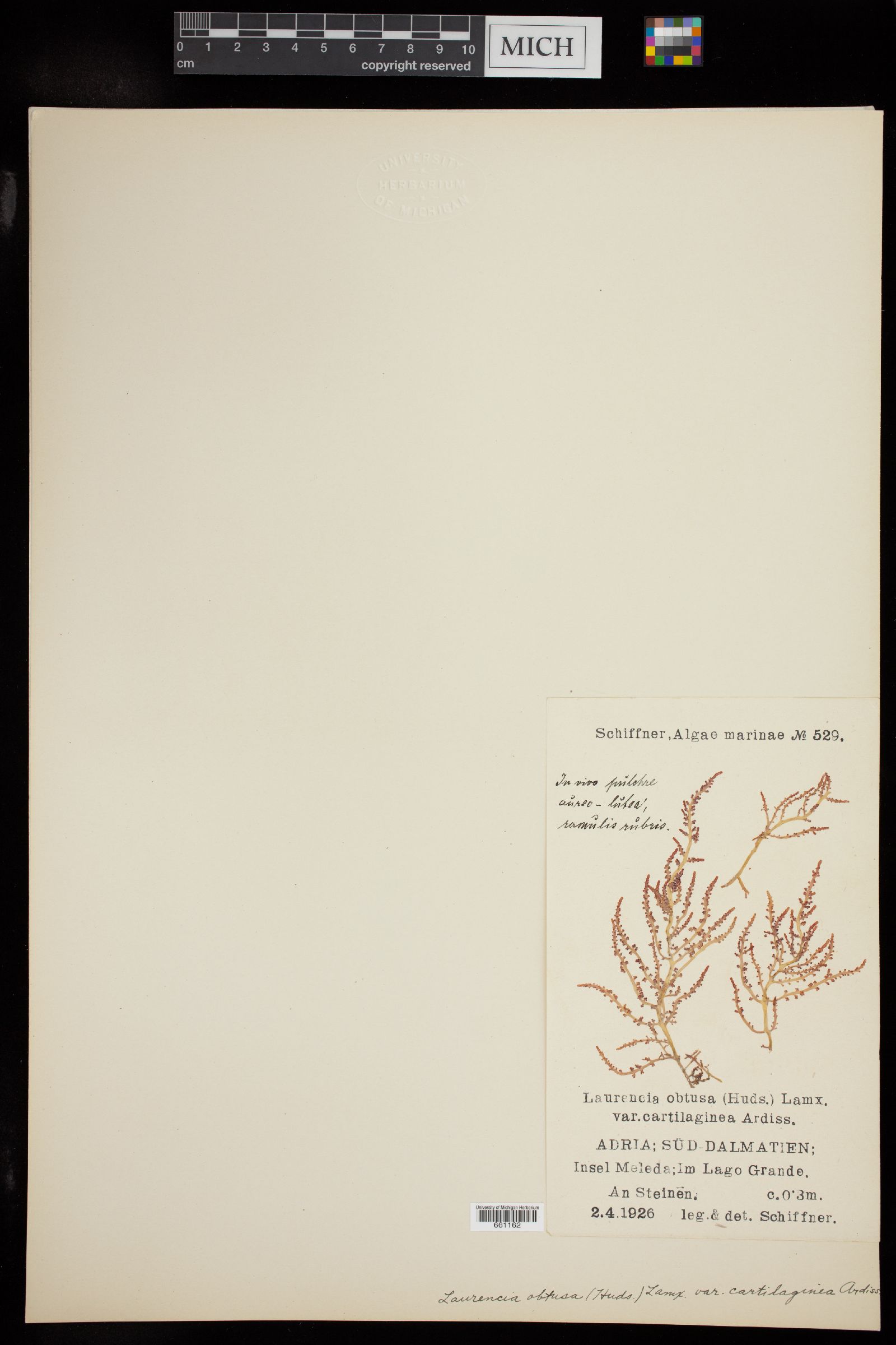 Laurencia obtusa var. cartilaginea image