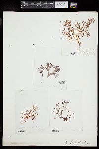 Microcladia borealis image