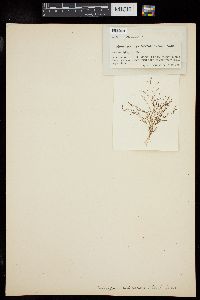 Monosporus pedicellatus image