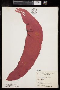 Phyllymenia papenfussii image