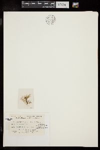 Image of Platysiphonia parva