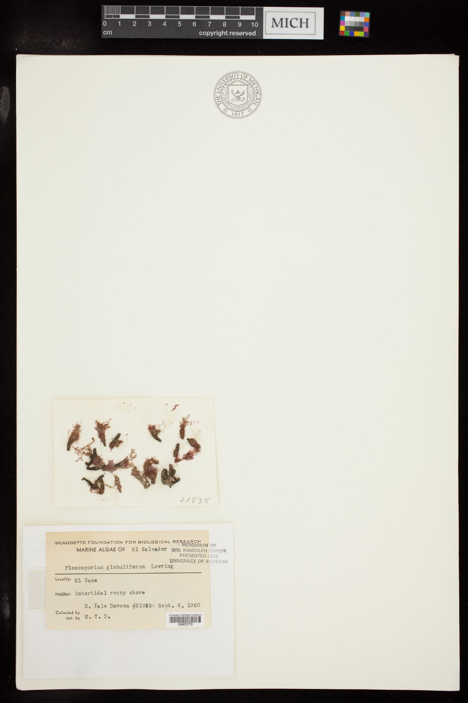 Pleonosporium globuliferum image