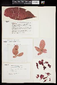 Polyneura latissima image