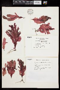 Polyneuropsis stolonifera image