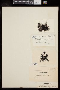 Polysiphonia fragilis image