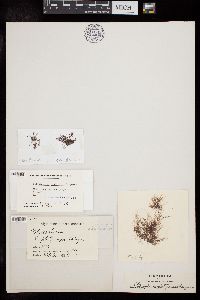 Polysiphonia platycarpa image