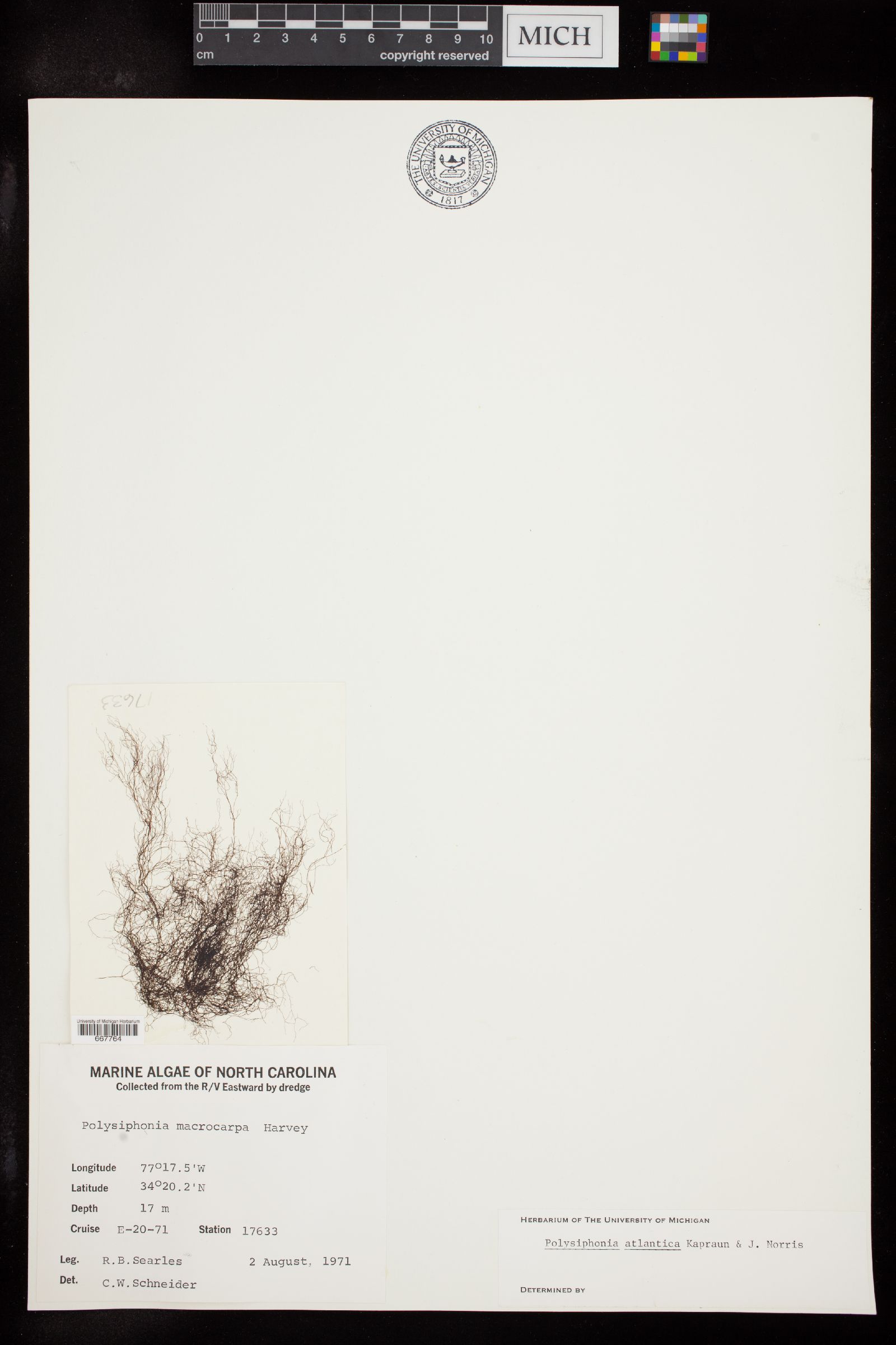 Polysiphonia atlantica image