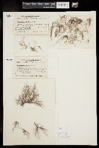 Polysiphonia mollis image