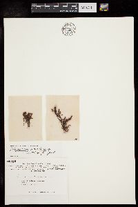 Neosiphonia sertularioides image