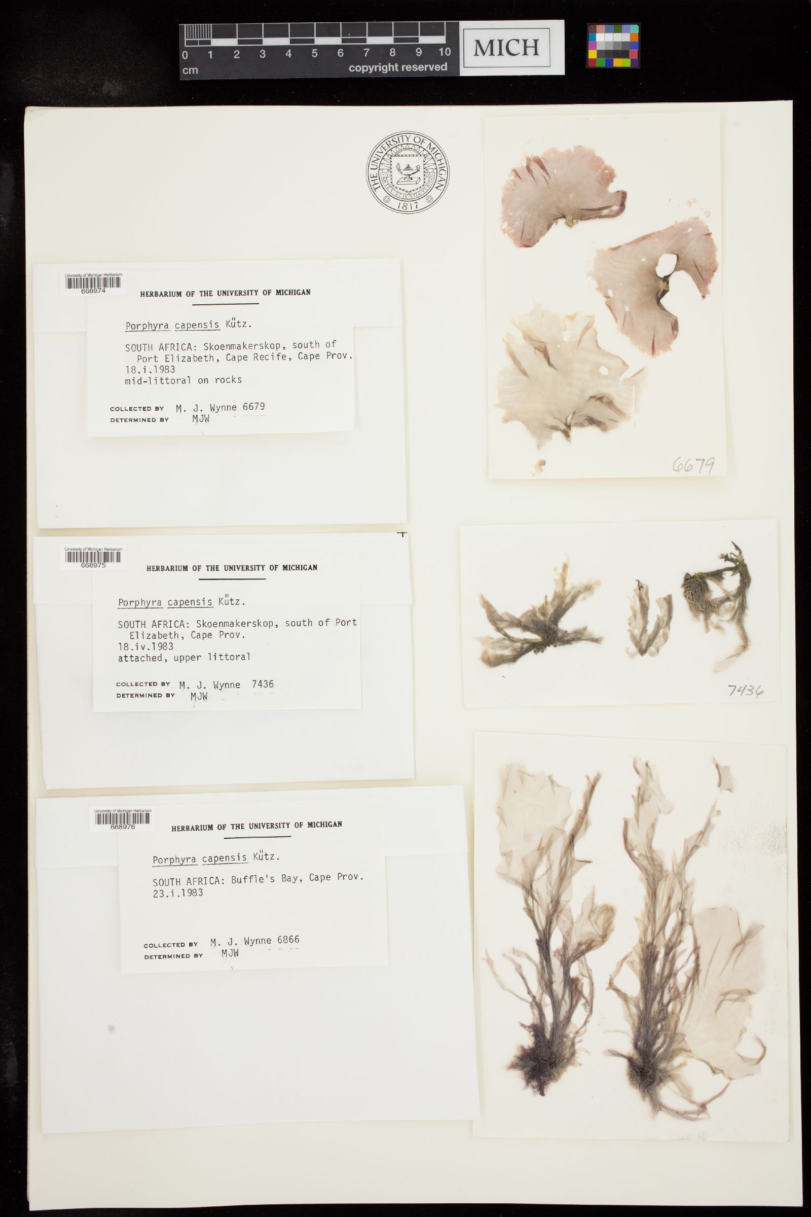 Porphyra capensis image