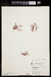 Pterocladiella capillacea image