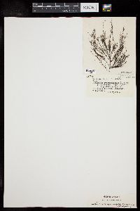 Rhodomela tenuissima image