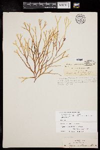 Rhodymenia capensis image