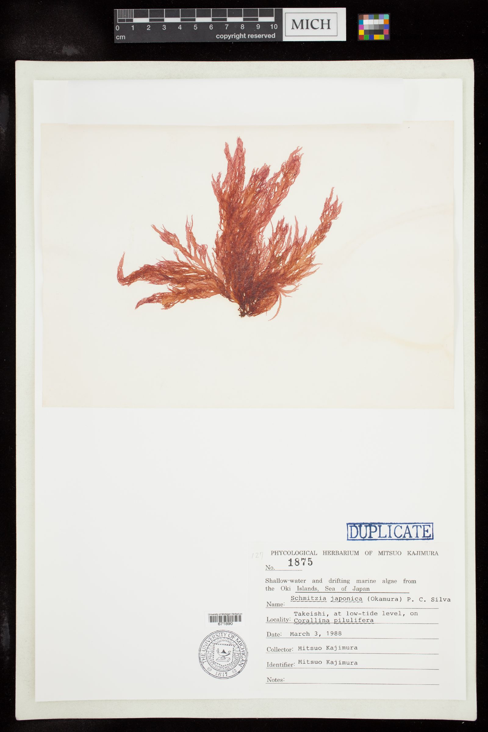 Schmitzia japonica image