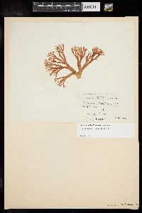 Sebdenia dichotoma image