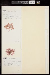 Seirospora purpurea image