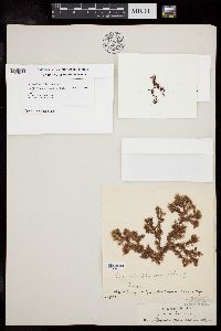 Spyridia plumosa image