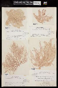 Trichogloea herveyi image