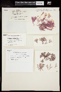 Bossiella orbigniana subsp. dichotoma image