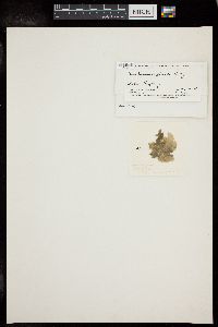 Anadyomene plicata image