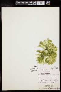 Bryopsis halliae image