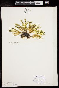 Caulerpa articulata image