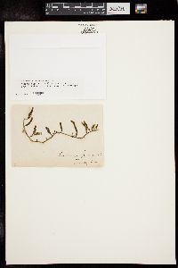 Caulerpa falcifolia image