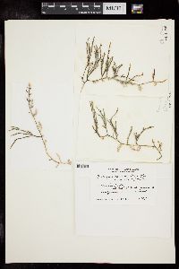 Caulerpa cupressoides var. serrata image