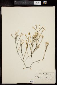 Caulerpa cupressoides var. flabellata image