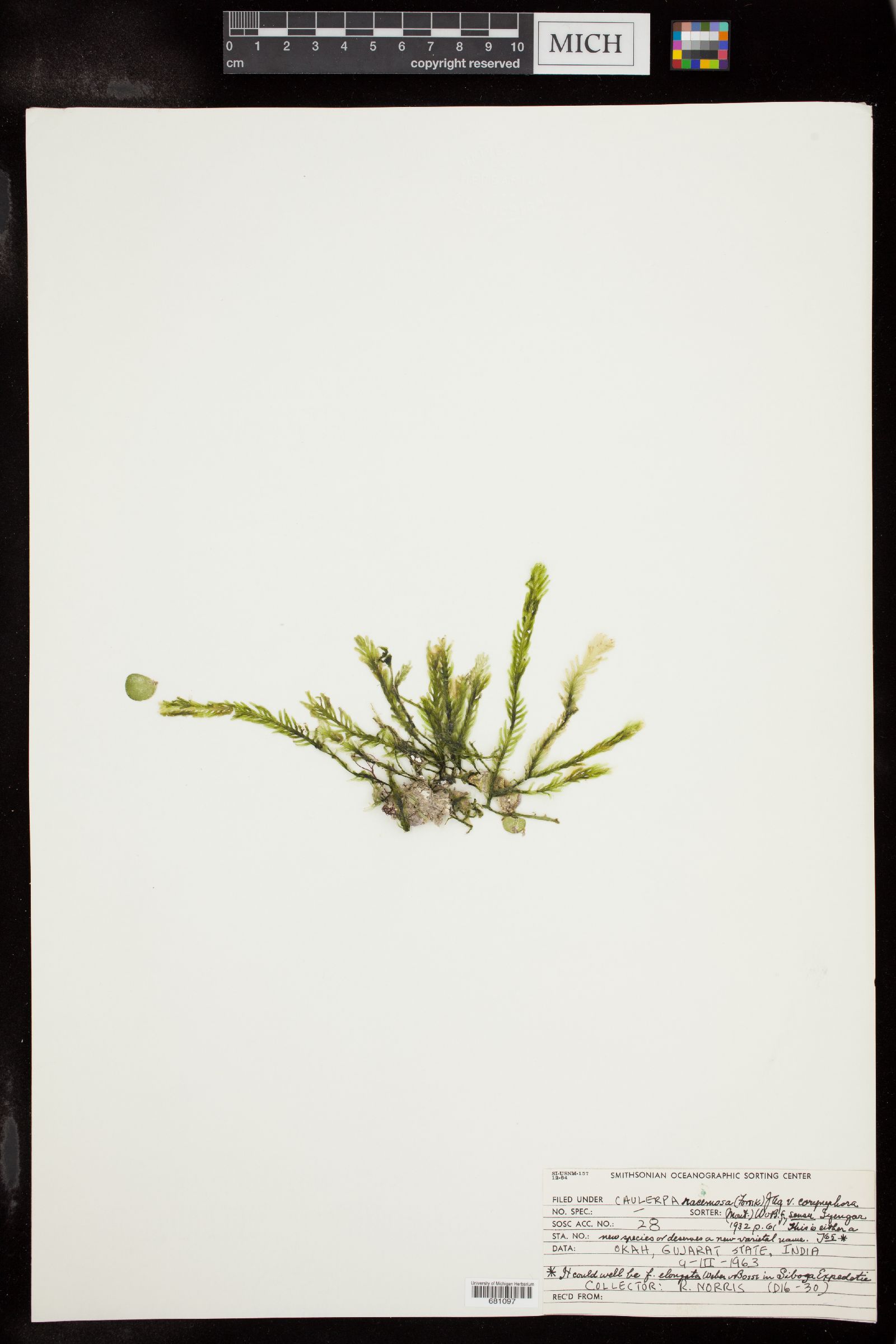 Caulerpa corynephora image