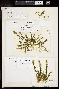 Caulerpa racemosa var. occidentalis image