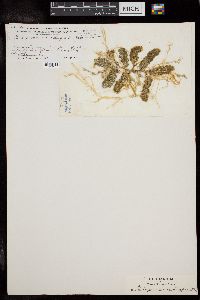 Caulerpa racemosa image