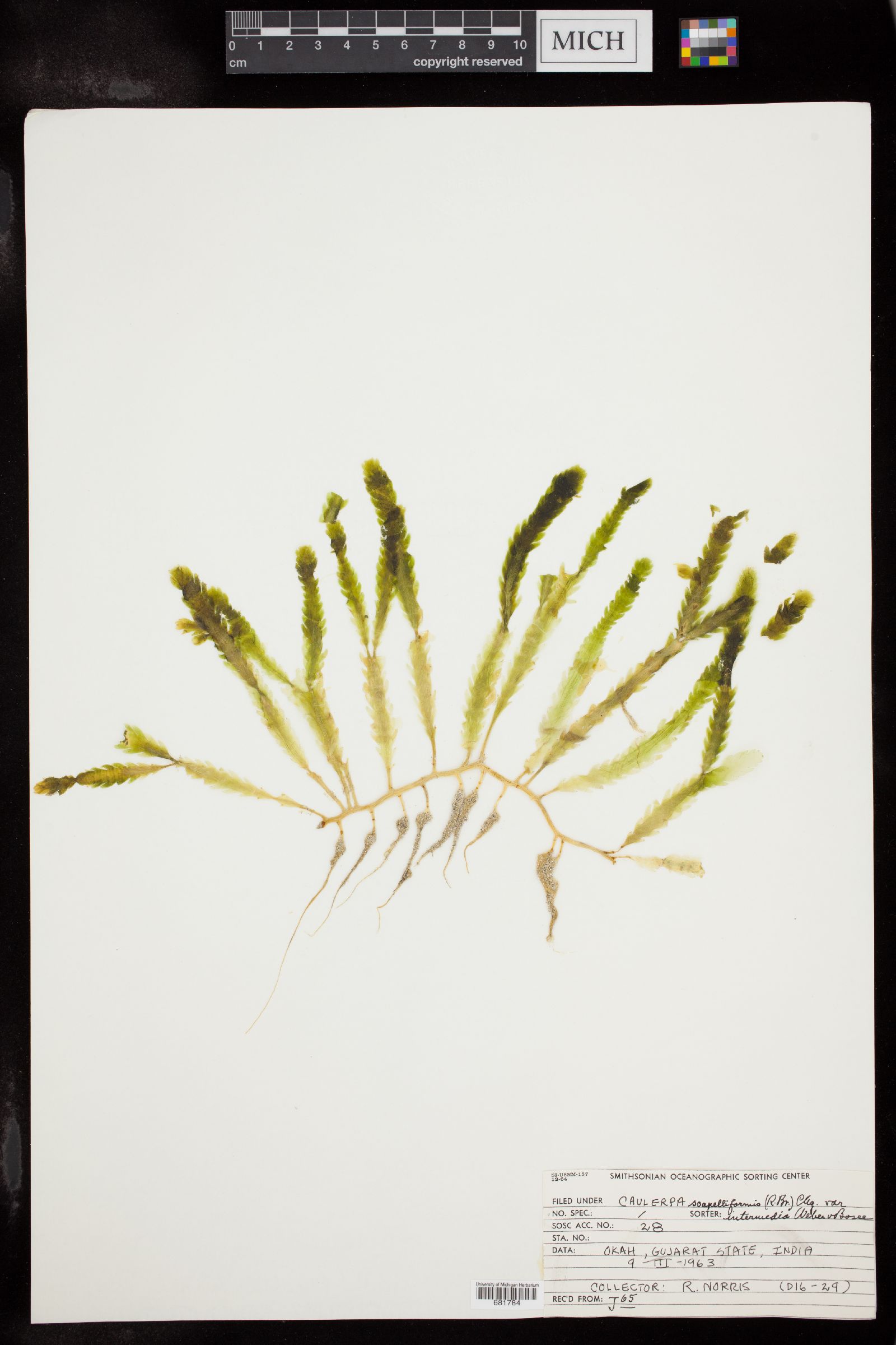Caulerpa scalpelliformis var. intermedia image