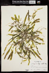 Caulerpa scalpelliformis image