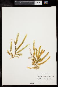 Caulerpa scalpelliformis image