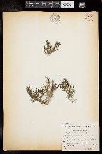 Caulerpa verticillata image