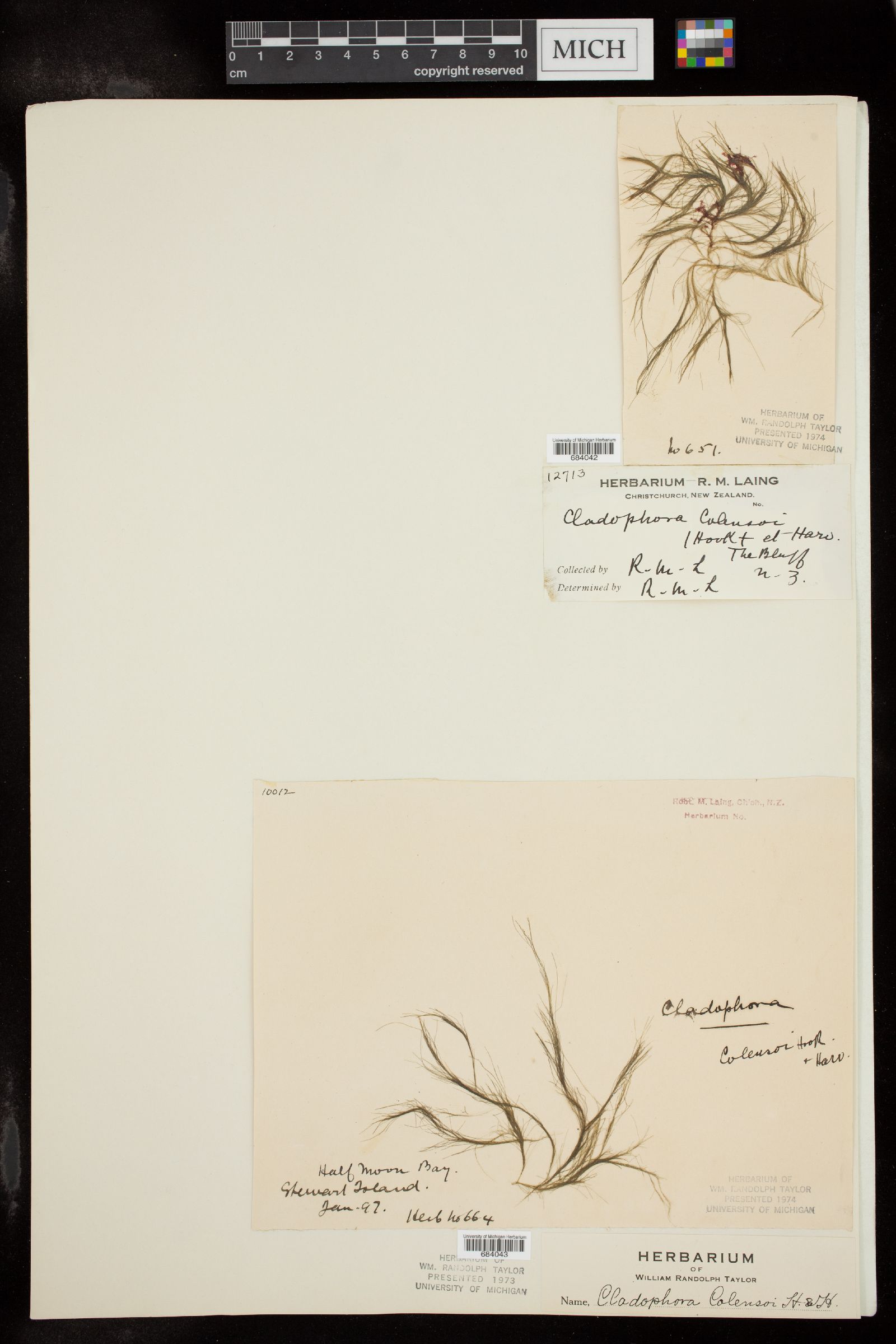 Cladophora coelothrix image