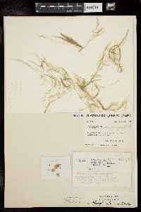 Cladophora flavescens image