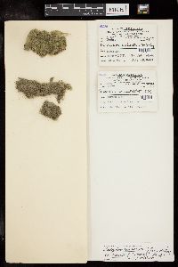 Cladophora glomerata var. crassior image
