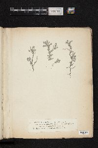 Achnanthes longipes image
