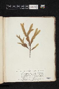 Haliseris polypodioides image