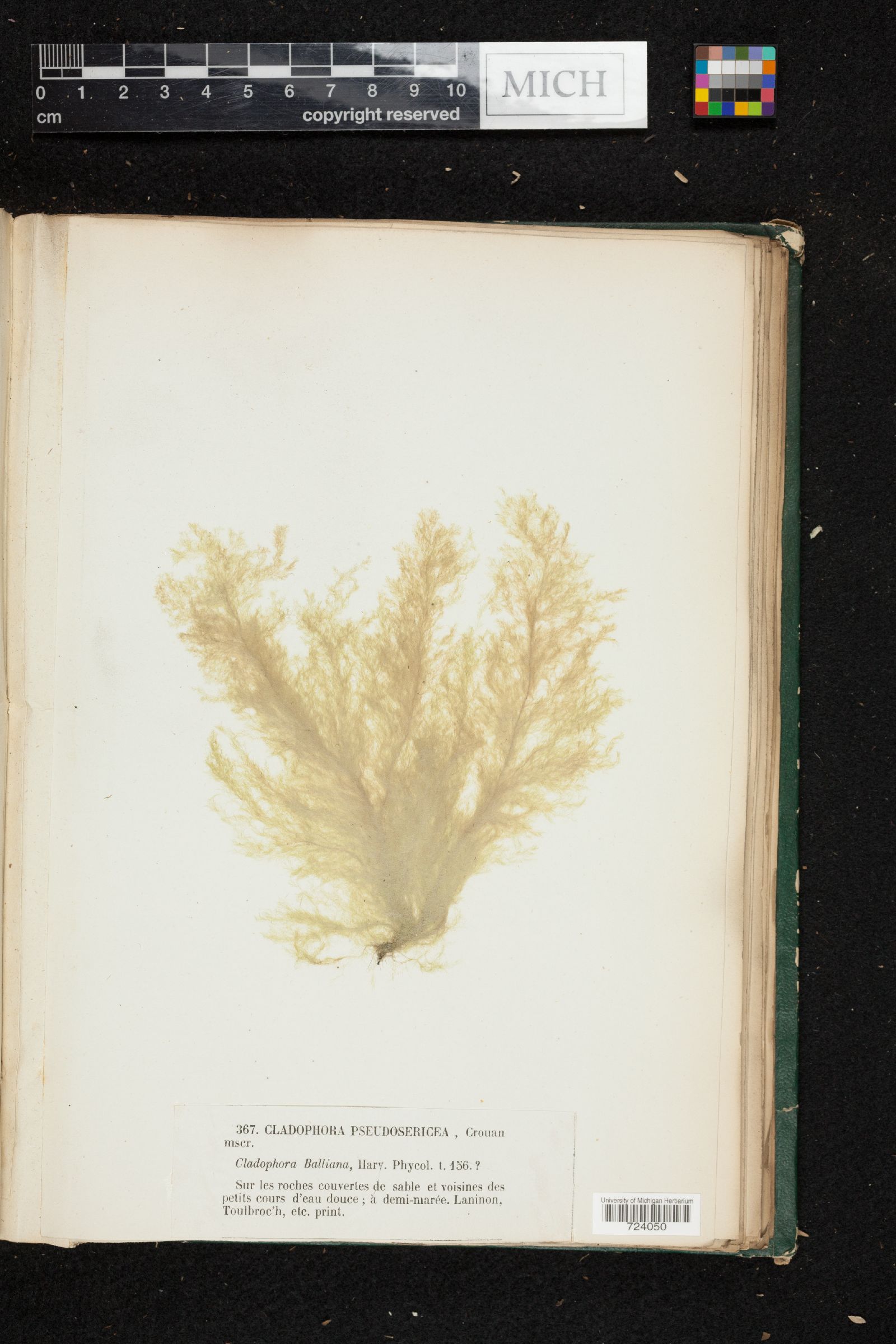 Cladophora pseudosericea image